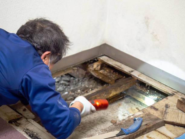 Best Commercial Mold Removal  in , KS
