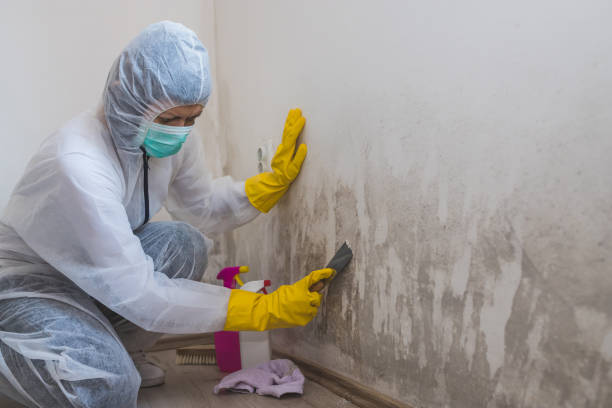 Best Professional Mold Removal  in , KS