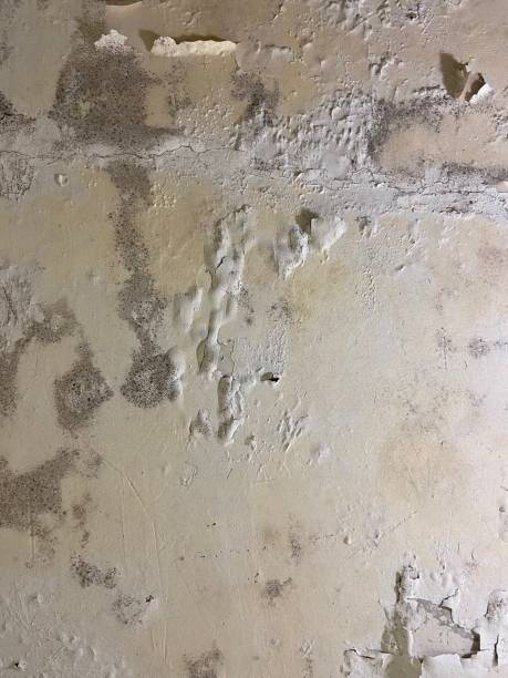 Best Fast Mold Removal  in , KS
