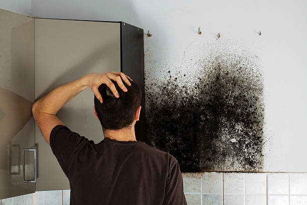 Best Mold Cleaning Services  in , KS