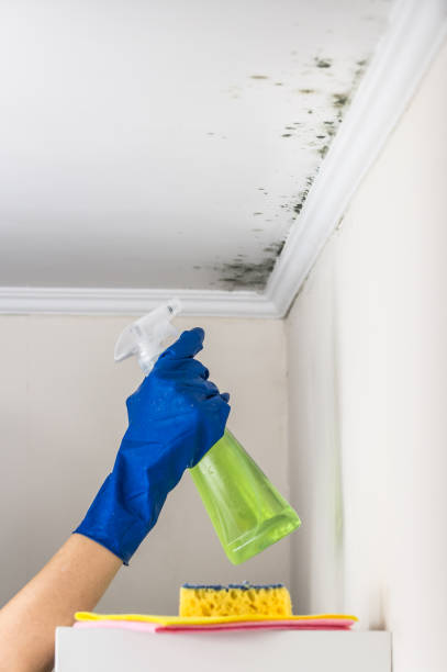 Best Mold Removal and Inspection  in , KS