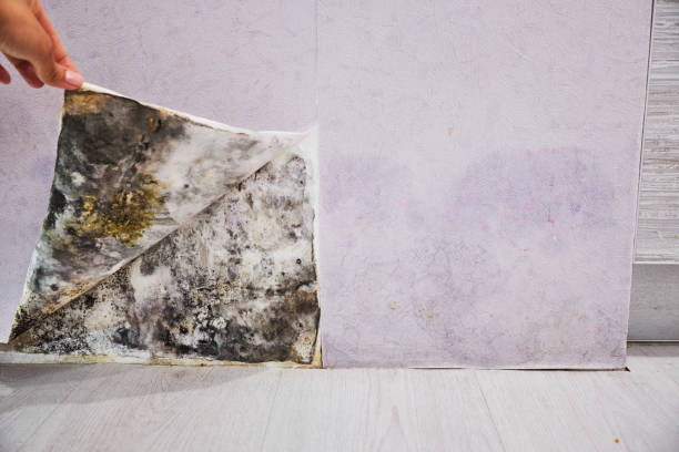  , KS Mold Removal Pros